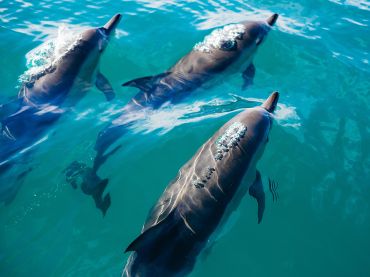 Dolphin Encounter